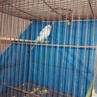 مرغ عشق  انگلیسی ماده