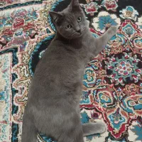 گربه راشن بلو