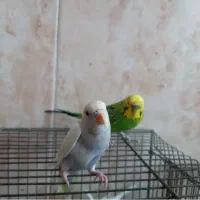 مرغ عشق