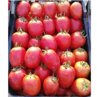 گوجه ربی  و لوکس بازاری موجود است