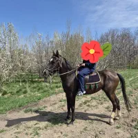 اسب ترکمن معاوضه با کد یک ۰۹۱۲ یا موتور سیکلت