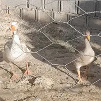 ۲ تا غاز