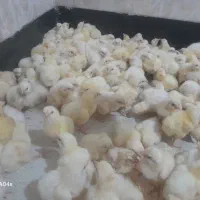 جوجه مرغ گوشتی نژادراس