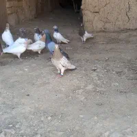 کفتر‌ رنگی