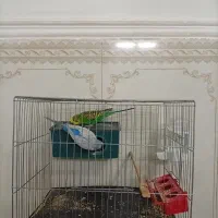 پرنده مرغ عشق نر و ماده