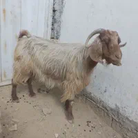 بزشیرا وارم