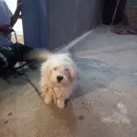 سگ پاکوتاه