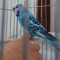 یک جفت مرغ عشق