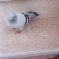 شامی نر|پرنده|میاندوآب, |دیوار