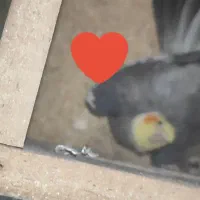عروس هلندی مولد با وسایل