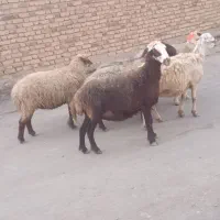 میش مهربانی