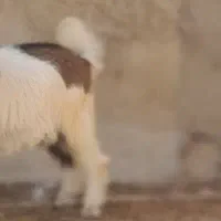 کهره‌نر چاق