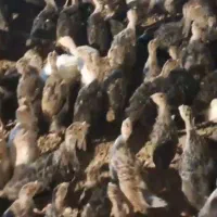 فروش جوجه بوقلمون بوربون وبرونز