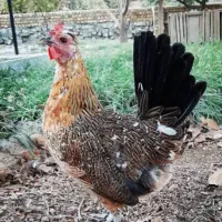 مرغ خروس لری