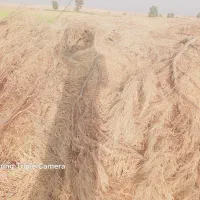 خرمن کاه جو بفروش میرسد