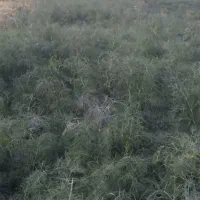 سبزی