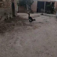 خروس لار.ی