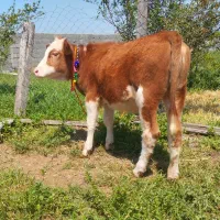 گوساله سیمینتال قرمز شرابی ماده از گاو تلیسه