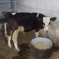 گوساله