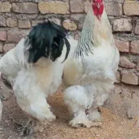 خروس برهما نژاد اصیل تخم گذار مولد