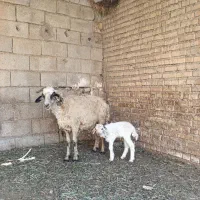 میش و بره نر