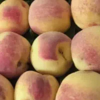 خریدار هلو روی درخت هستم