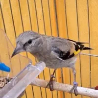 جوجه سهره دورگ کال نر به شرط گردن کلف درشت