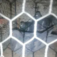 طوقی زرد و پلاکی