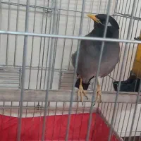 فروش پرنده