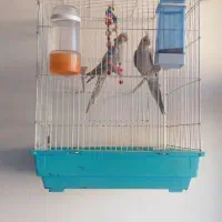 فروش ۲ عدد عروس هلندی