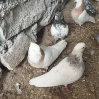 کفتر‌طوقی