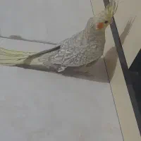عروس هلندی ۳ماهه