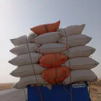 کاه گندم دیم