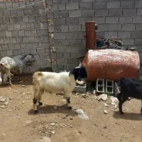 ۵عدد بز نر یک ساله سالم