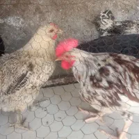 فروش مرغ خروس