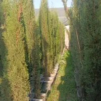 نهال سه متری