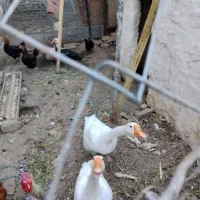 قوغاز گردن ماری