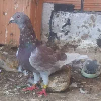 کبوتر رنگی پلاکی