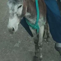 اولاغ
