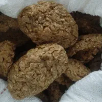 ترخینه بروجرد