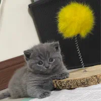 گربه