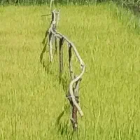 توم بیجار دست نشا