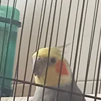 عروس هلندی نر
