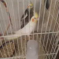 عروس هلندی مولد