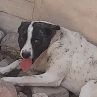 ماده امریکن  فحل آماده جفت و توله ژرمن