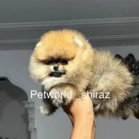 سگ پامر دوسر خرسی واقعی در تنوع بالا.پامرانی