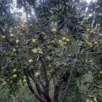 سیب|خوردنی و آشامیدنی|خرمآباد, |دیوار