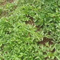شتل گوجه کوردی درجه یک .مال کرندغرب هست