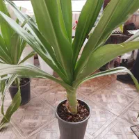 سوسن عنکبوتی سالم با گلدان