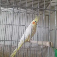 عروس و قناری